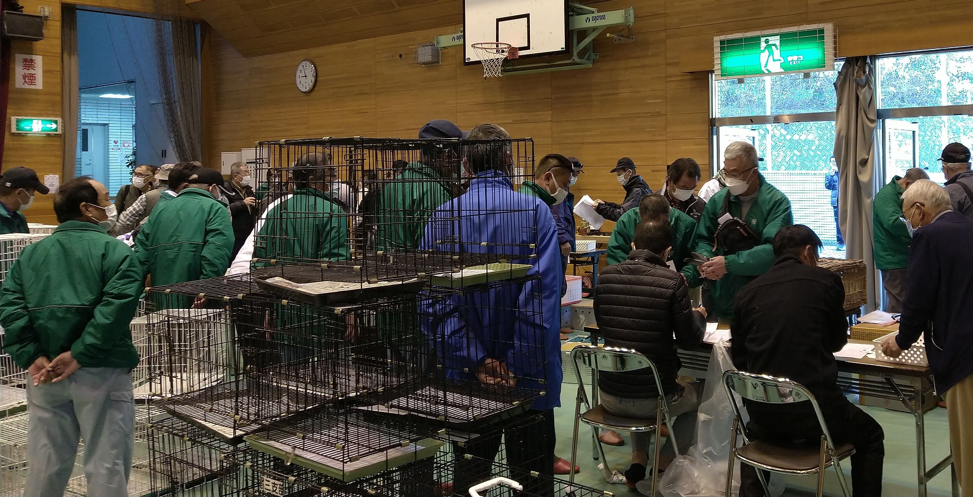 鳩受入れ開始