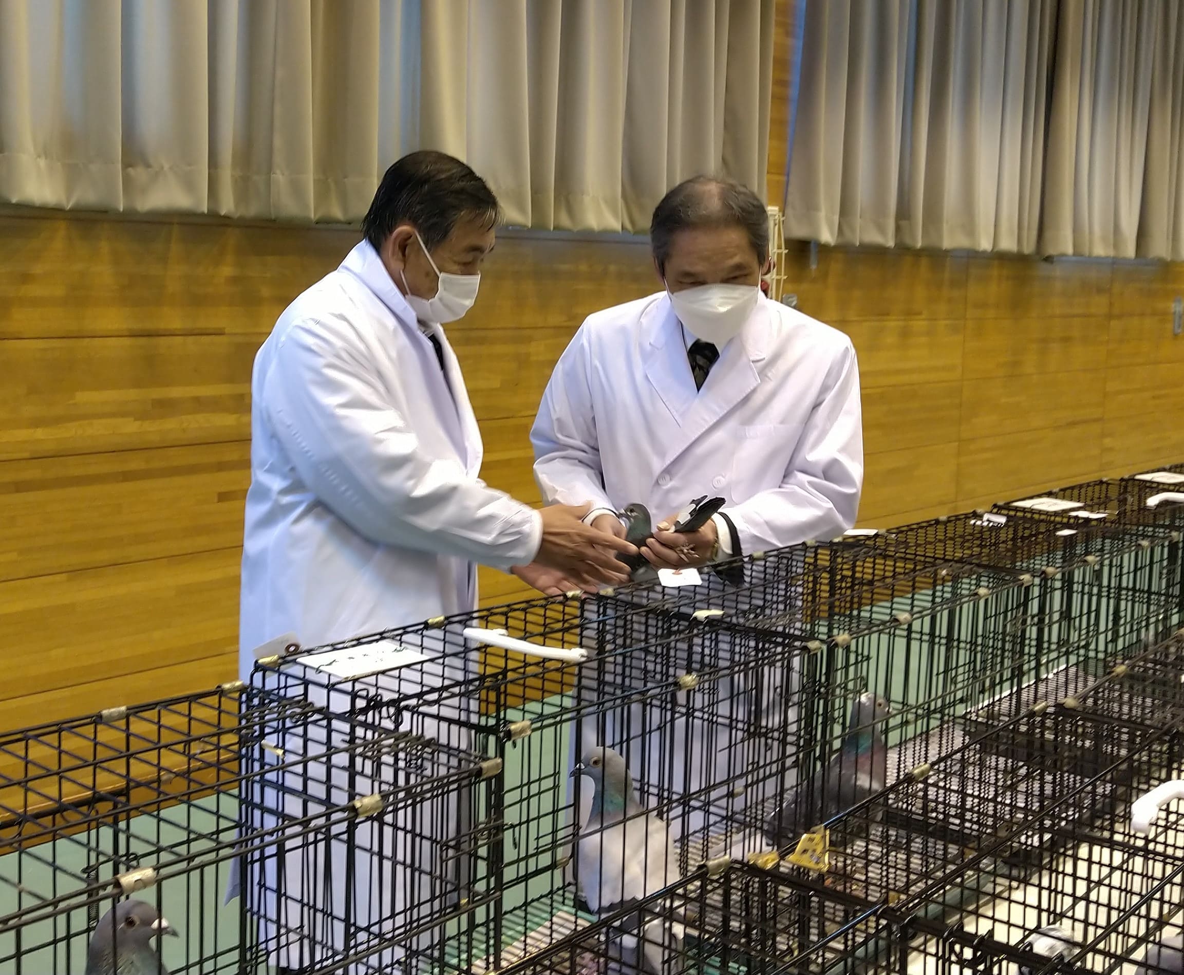 第69回 全国伝書鳩品評会審査風景