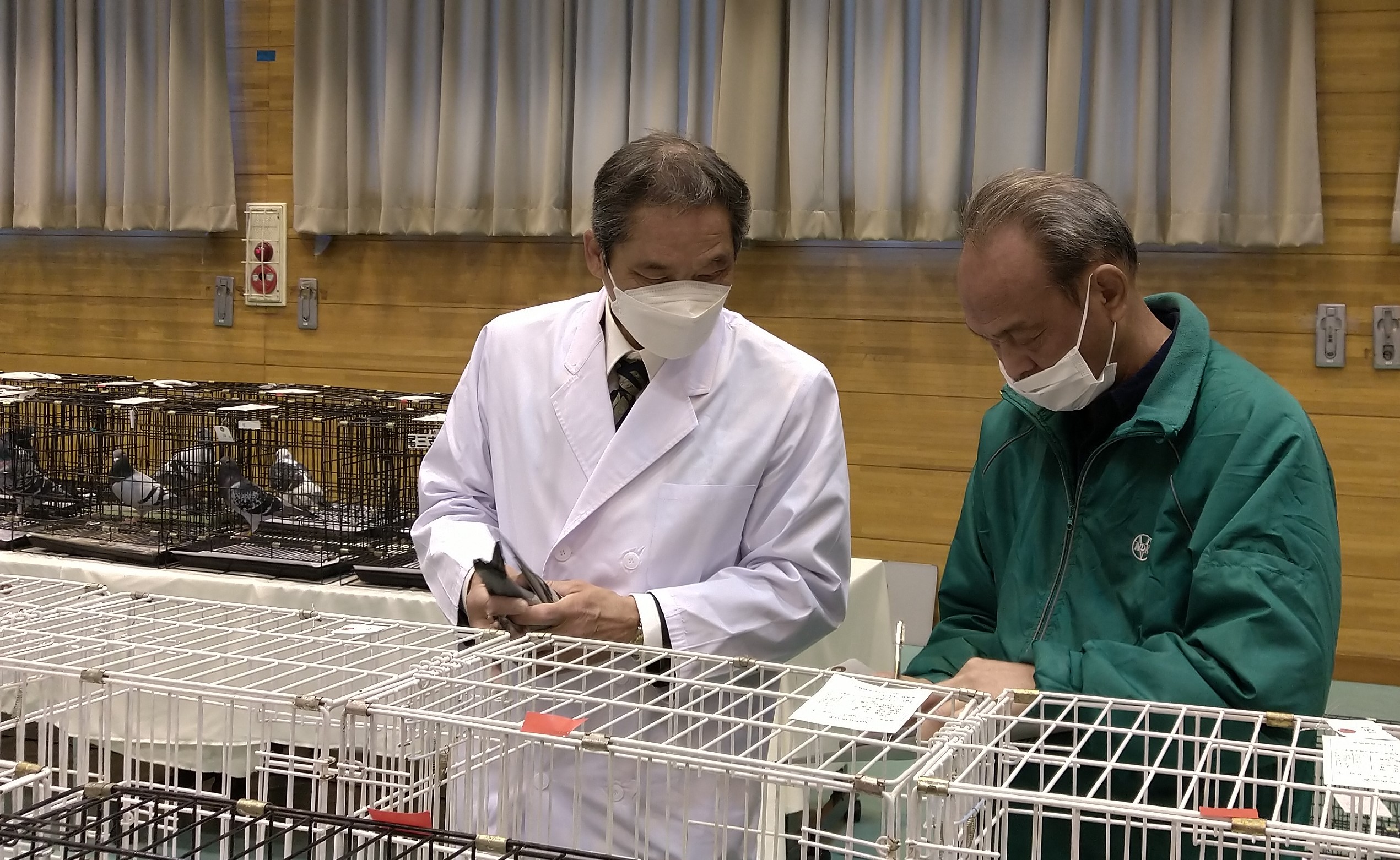 第69回 全国伝書鳩品評会審査風景
