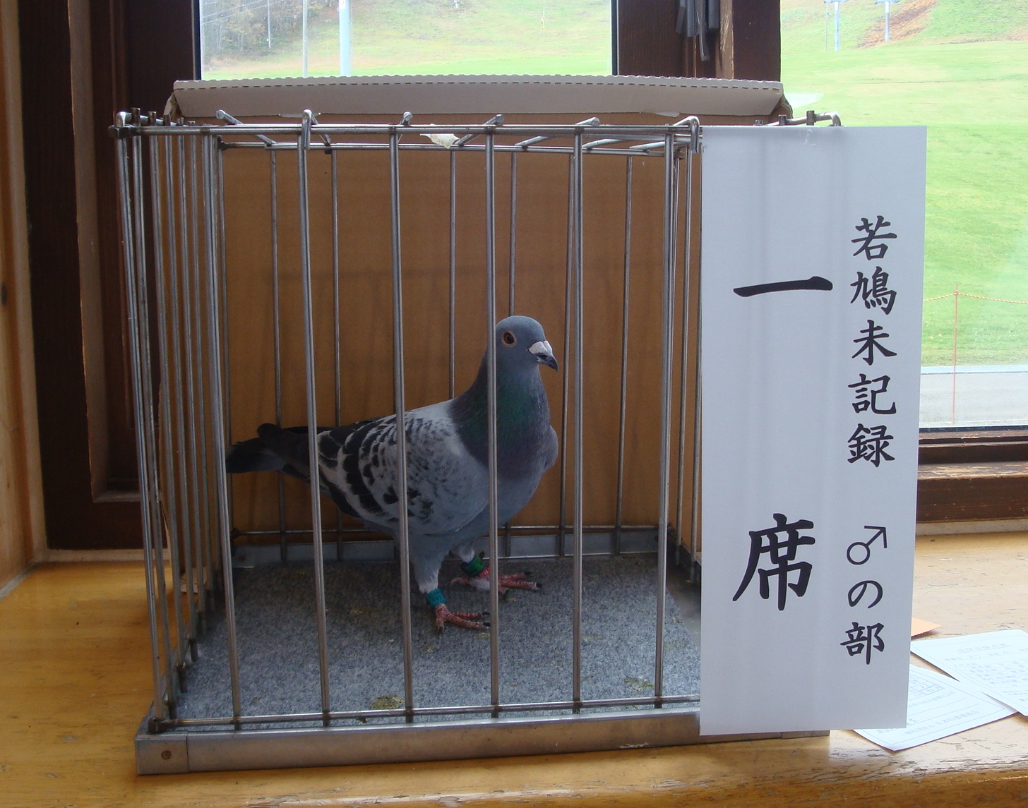 若鳩　未記録♂　一席