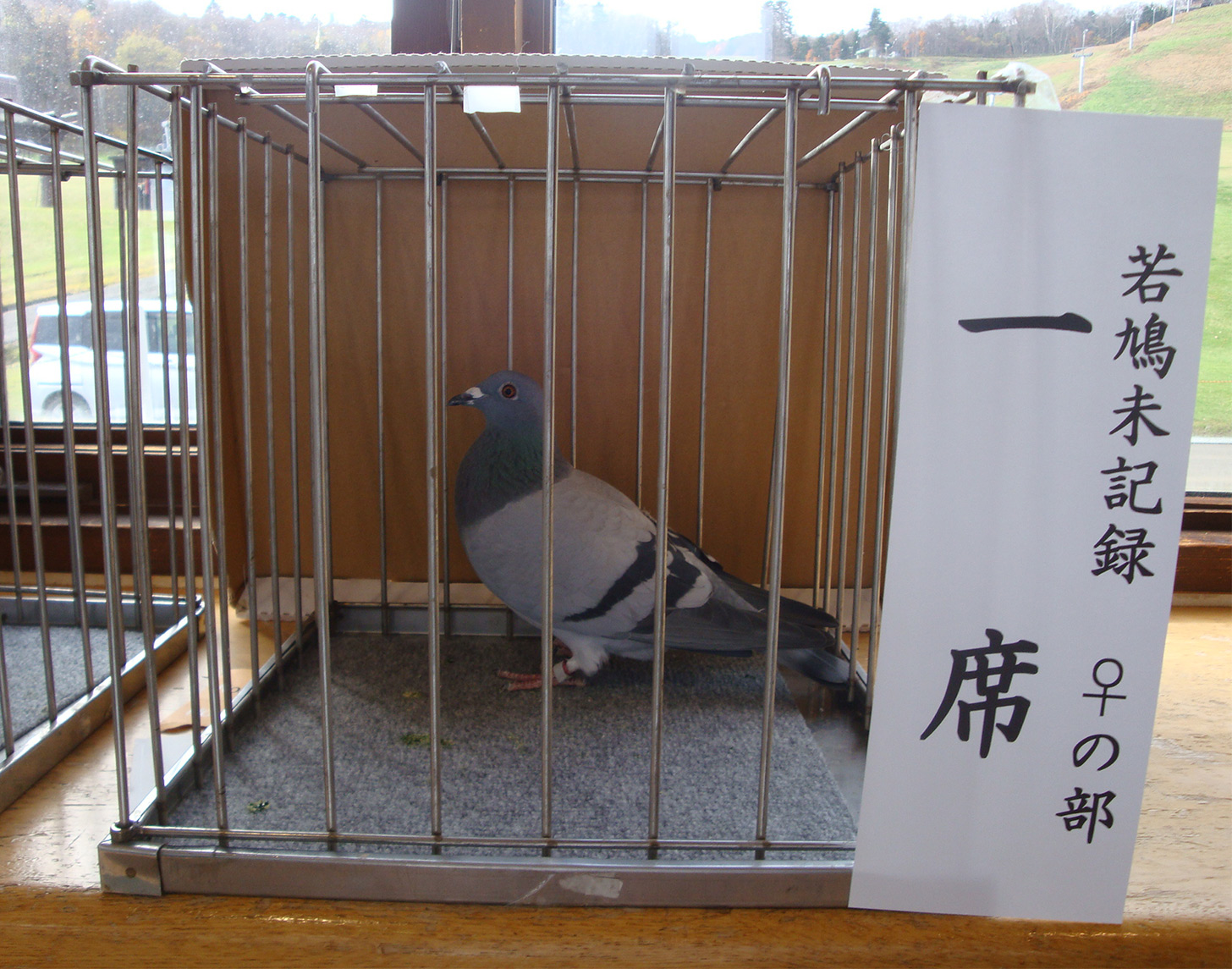 若鳩　未記録♀　一席