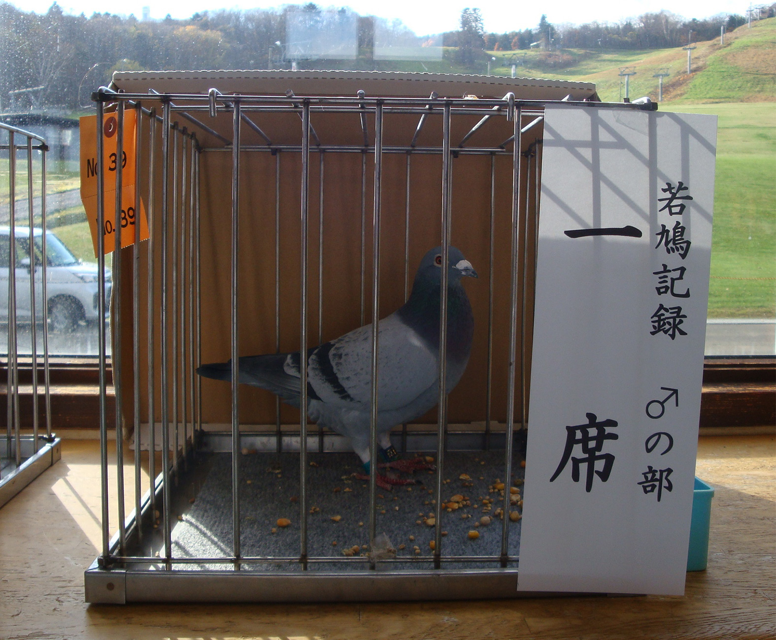 若鳩　記録♂　一席