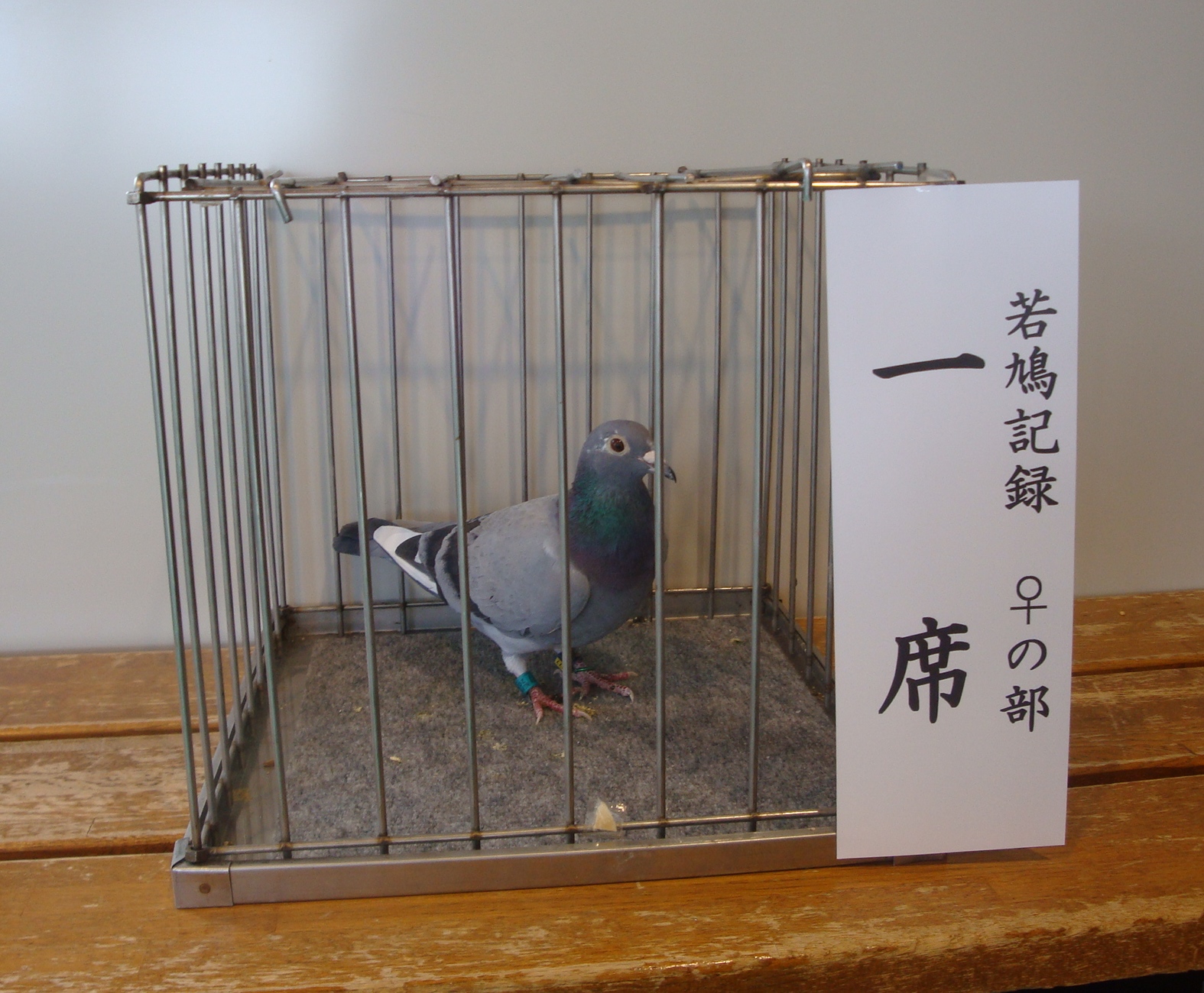 若鳩　記録♀　一席