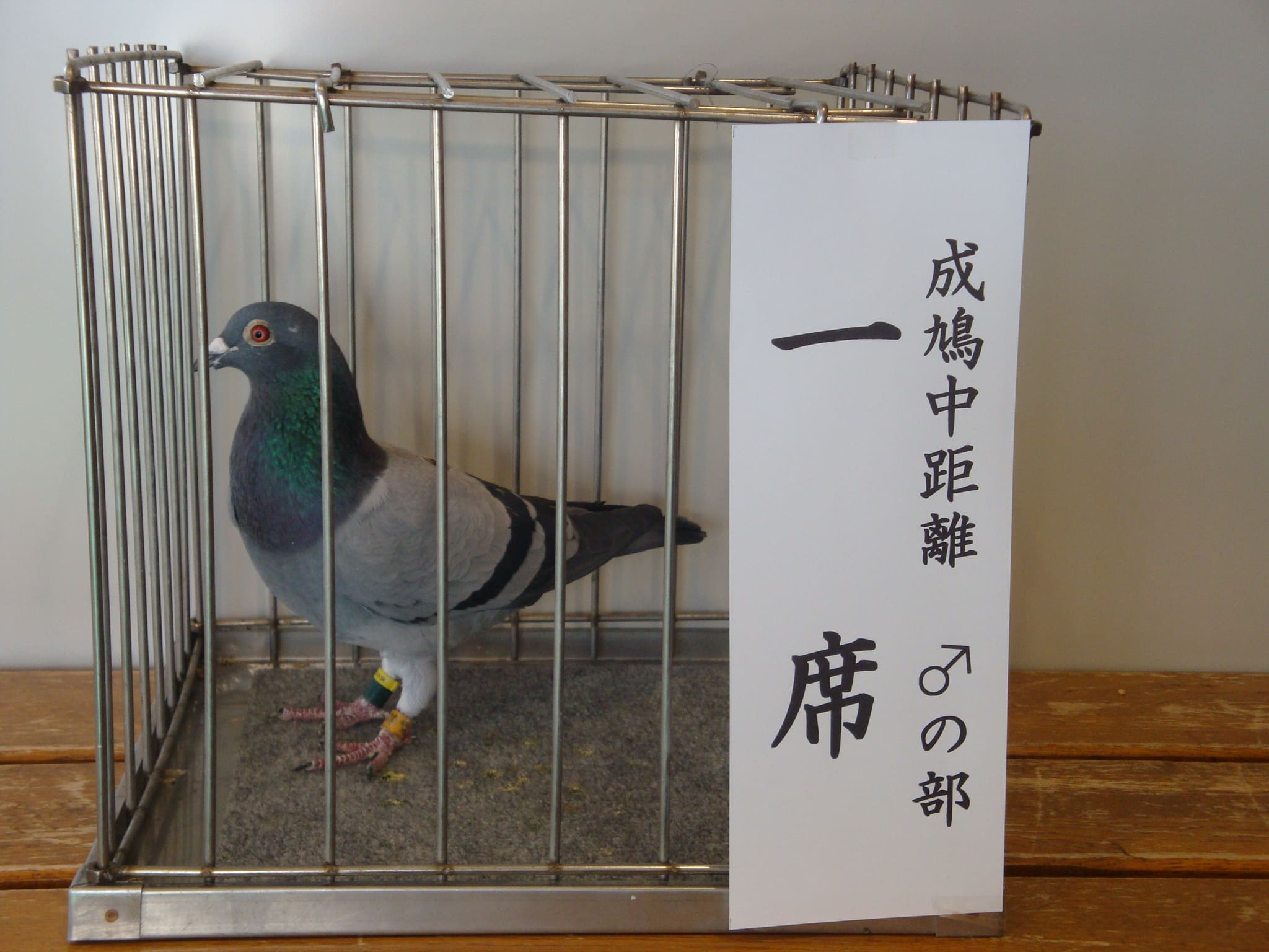 成鳩　中距離♂　一席
