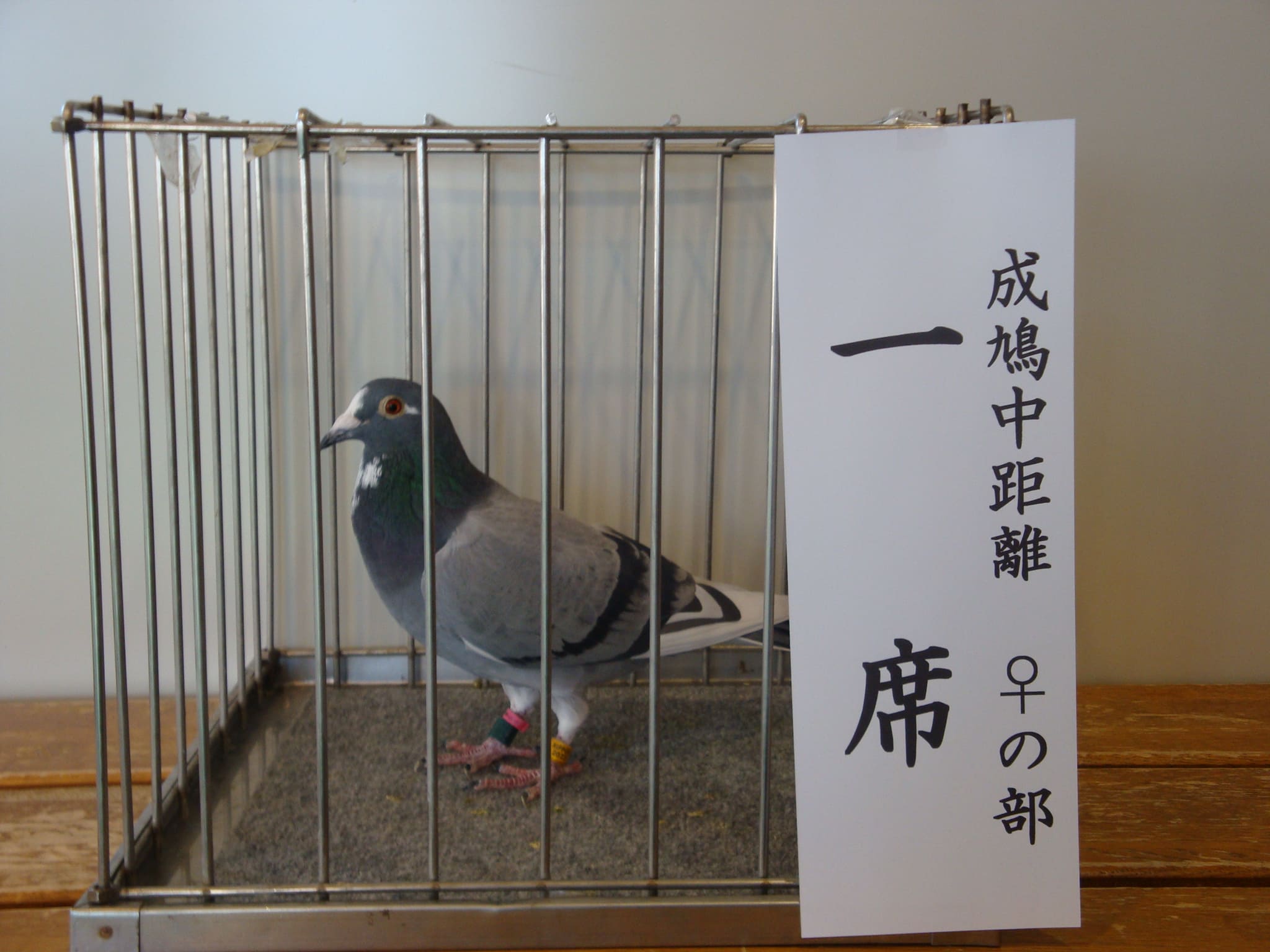 成鳩　中距離♂　一席