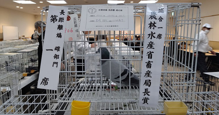 全国伝書鳩品評会総合一席　高岡ドーマ号