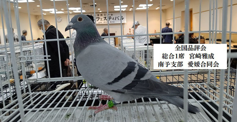 全国伝書鳩品評会総合一席　高岡ドーマ号
