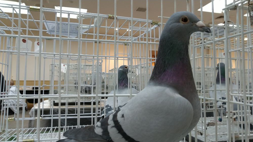 日鳩チャリティーオークション