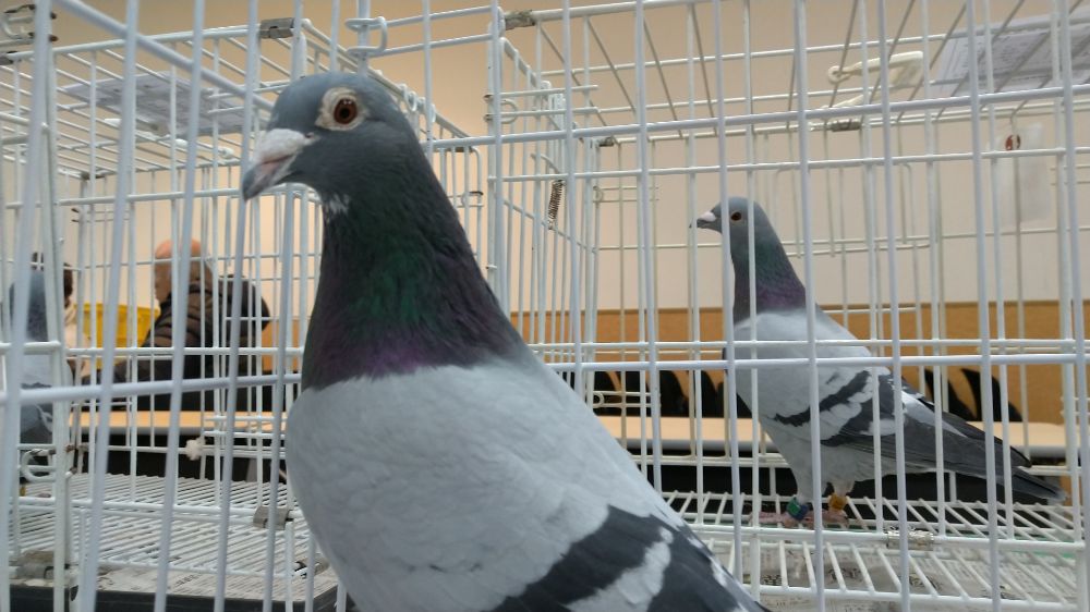 日鳩チャリティーオークション